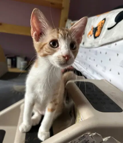 Simba, photo 3