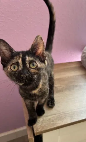 Suzie, a female Tortoiseshell kitten up for adoption