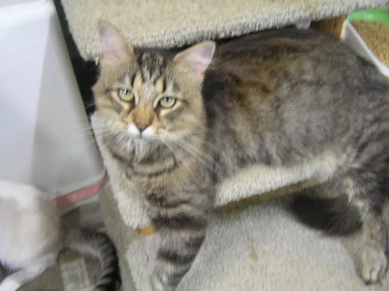 Scarlet, a female cat up for adoption
