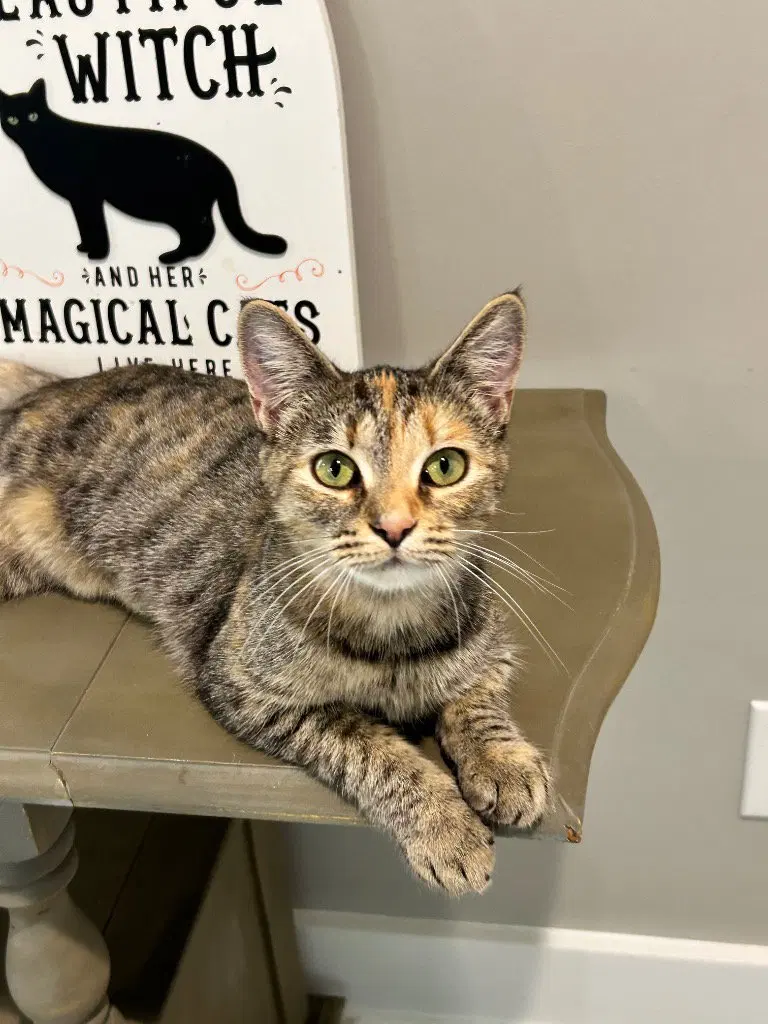 Sue Ellen, a young male cat up for adoption