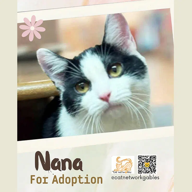 Nana, a female kitten up for adoption