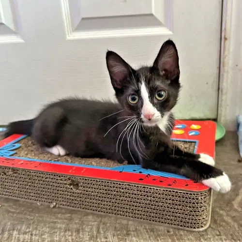 Adam, a young male Tuxedo cat up for adoption