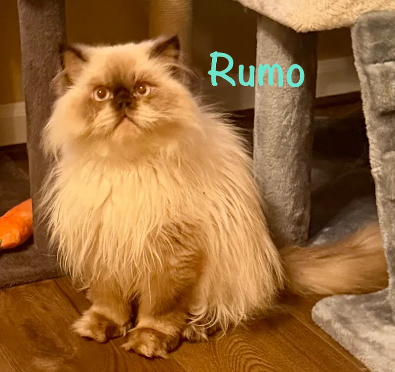 Rumo, photo 3