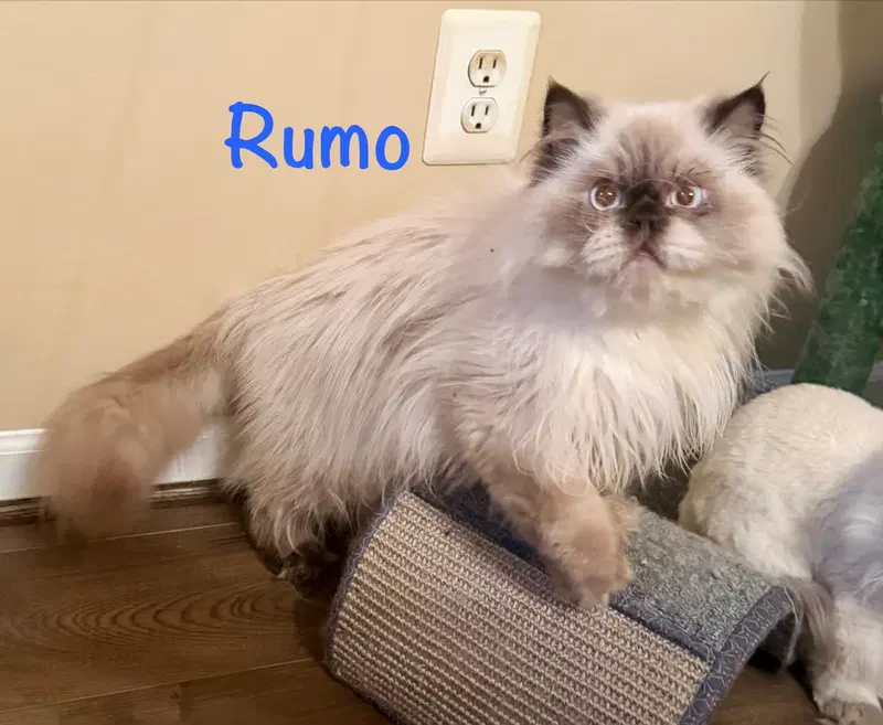 Rumo, photo 2
