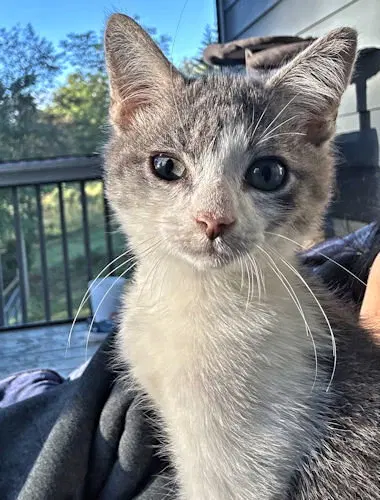 Chris, a male kitten up for adoption