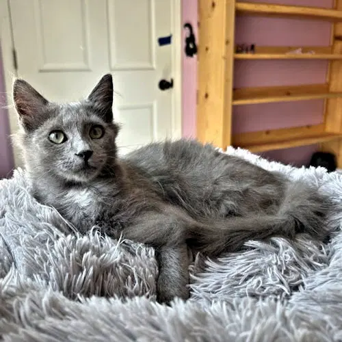 Dean, a male kitten up for adoption
