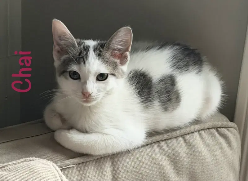 Chai, a female kitten up for adoption