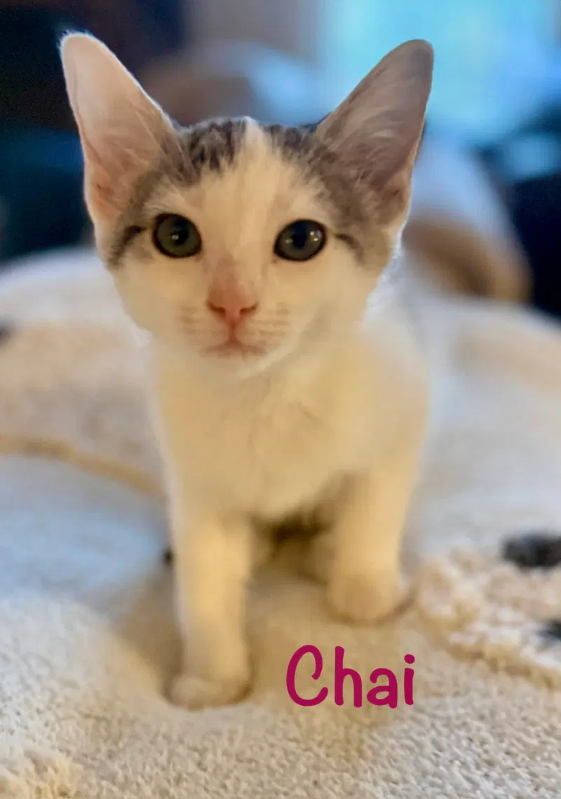 Chai, photo 2