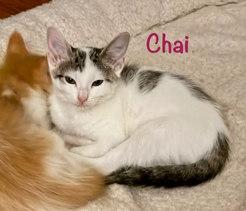 Chai, photo 4