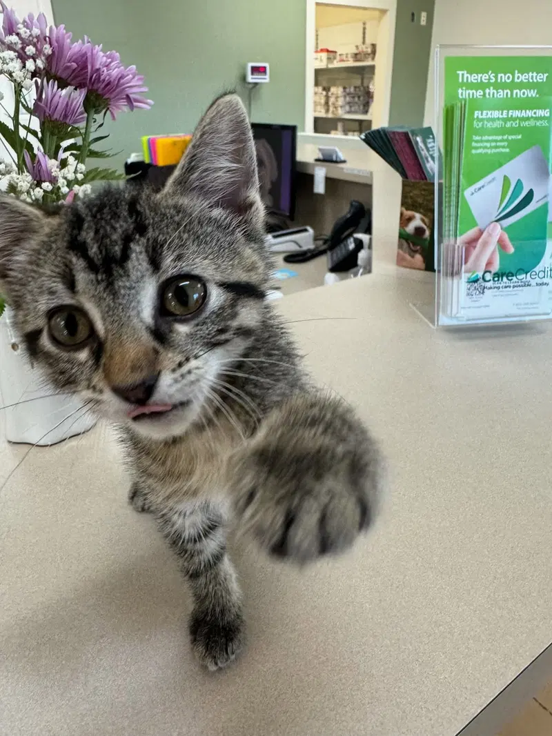 Rory, a female kitten up for adoption