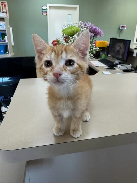 Watch the video of Mango