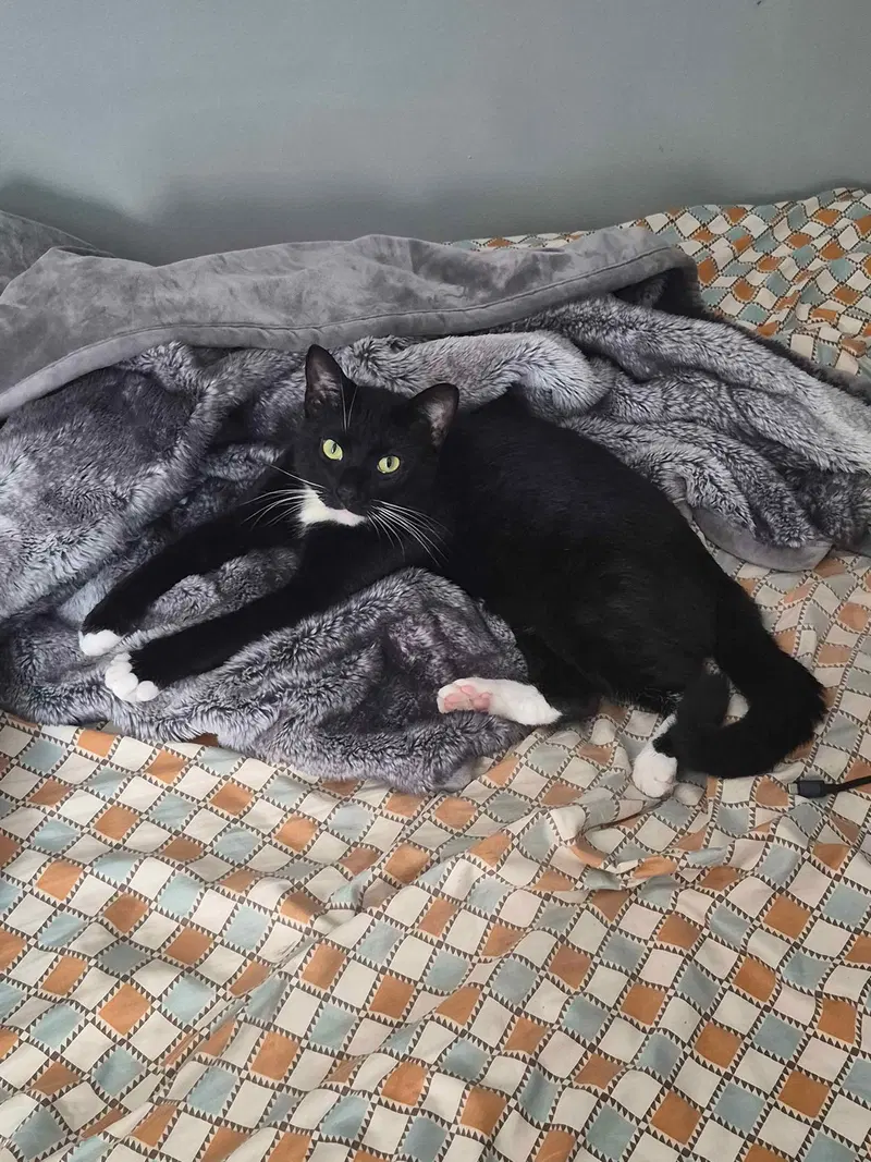 Tooney, an adult male cat up for adoption