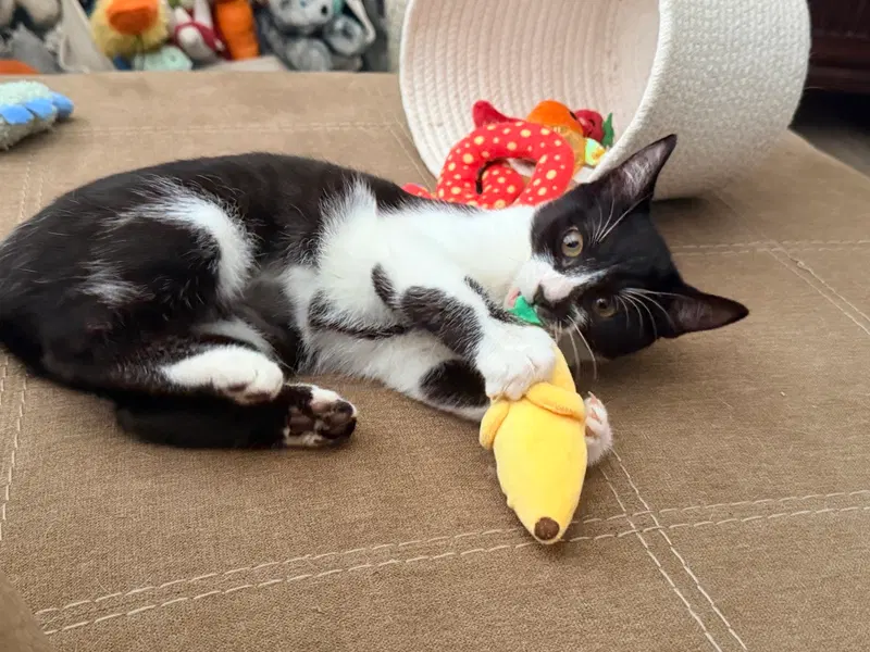 Marley, a female kitten up for adoption