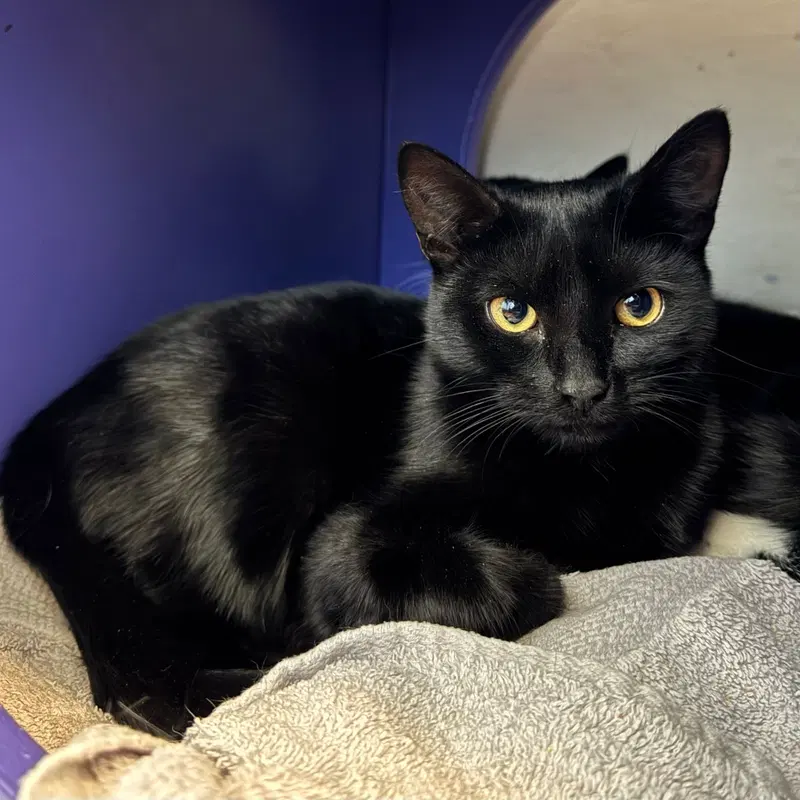 Billie, a young female cat up for adoption