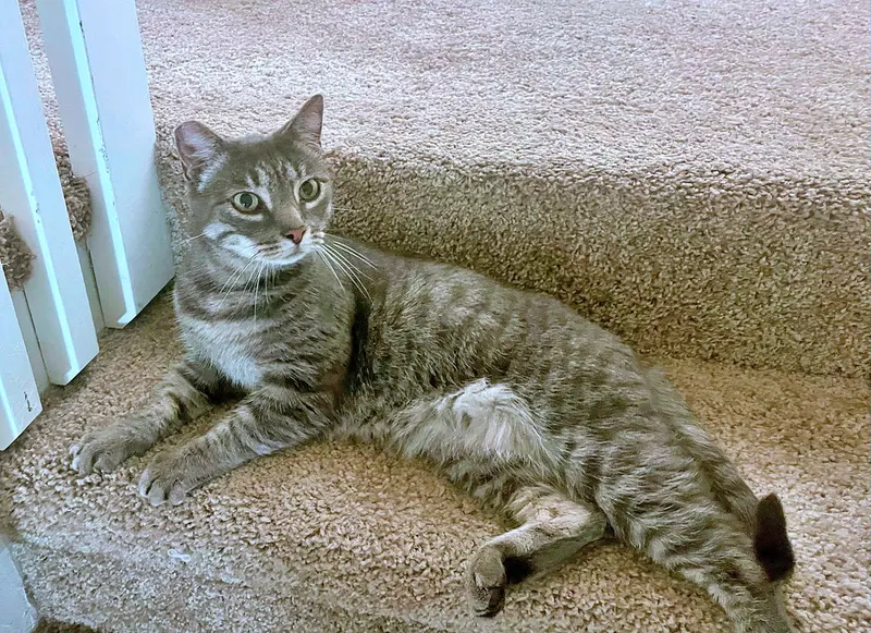 Opal, an adult female Tabby cat up for adoption