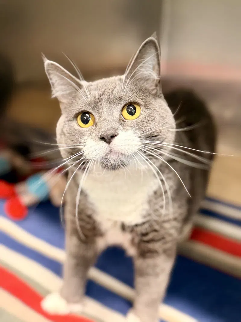 Vela, an adult female cat up for adoption