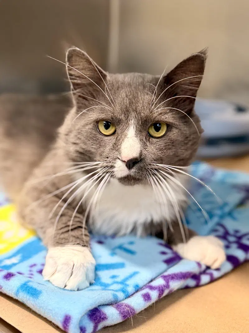 Bagel, an adult male cat up for adoption