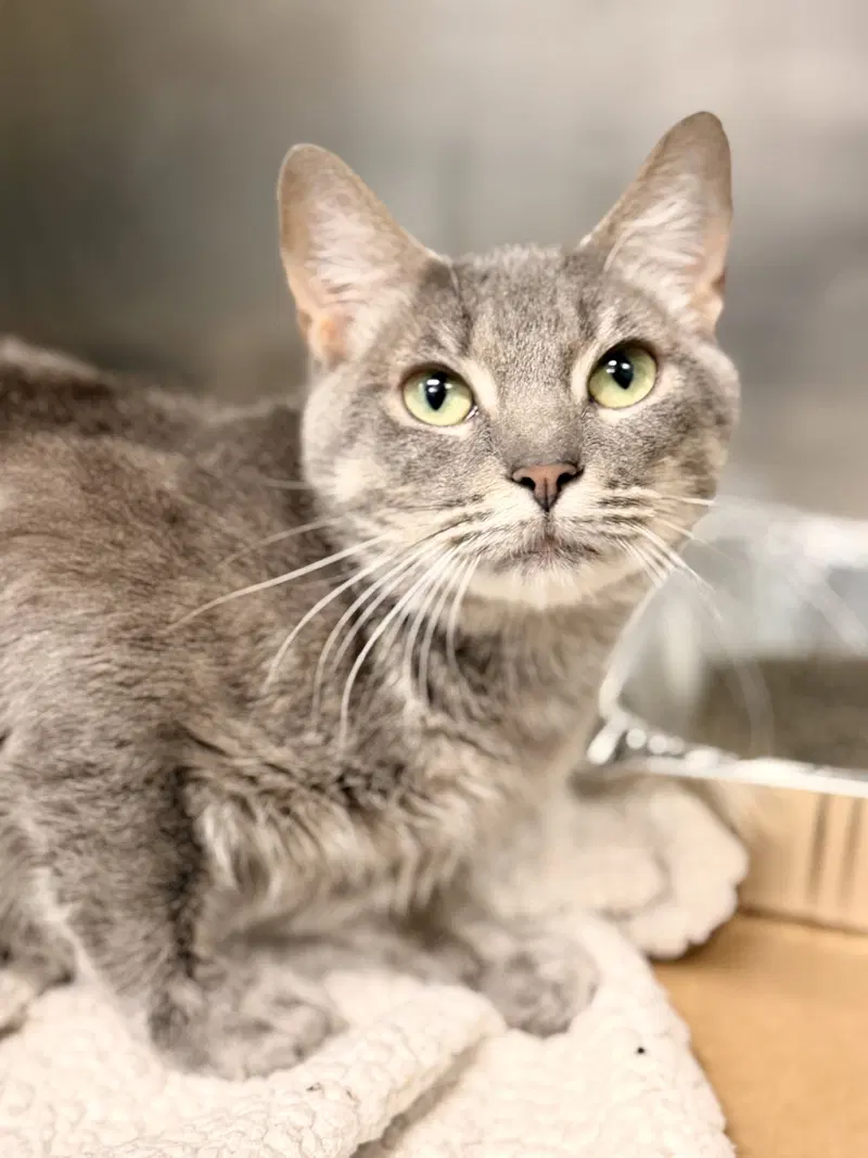 Aspen, an adult female cat up for adoption