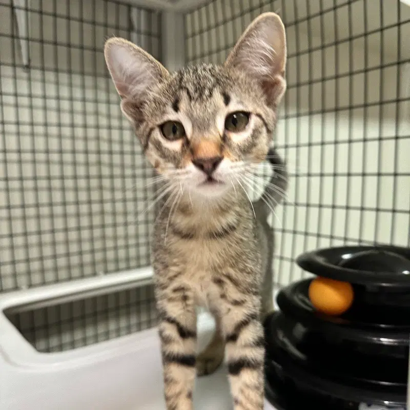 Riley Green, a male kitten up for adoption