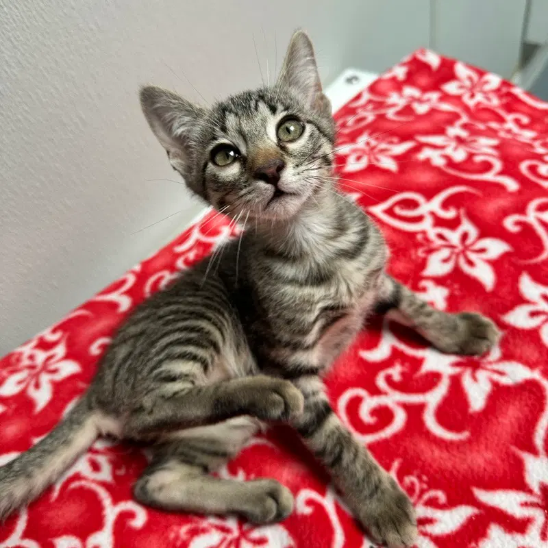 Hudson Westbrook, a male kitten up for adoption