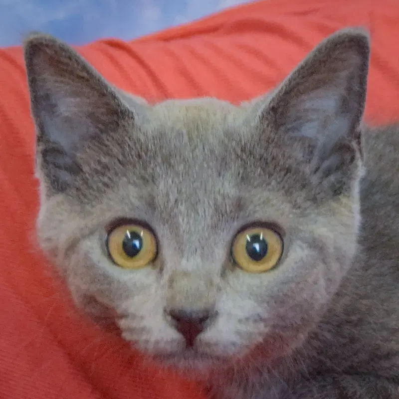 Silver, a female Tabby kitten up for adoption