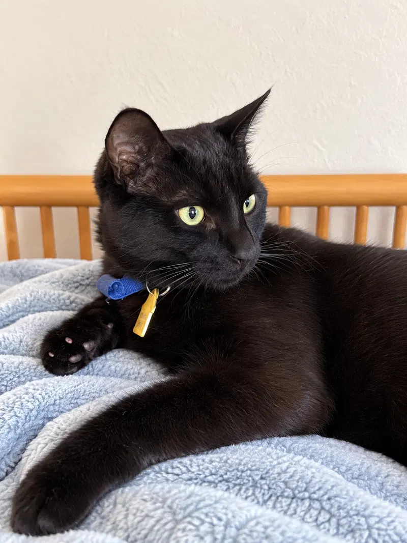 Nova, a young male cat up for adoption