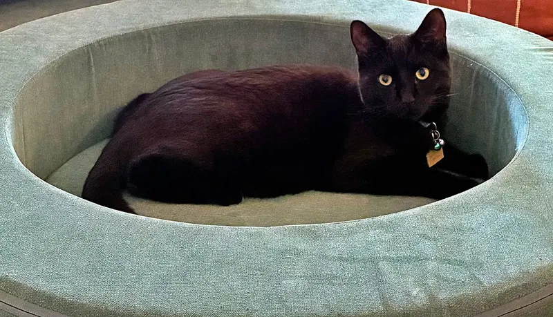 Nova, photo 2