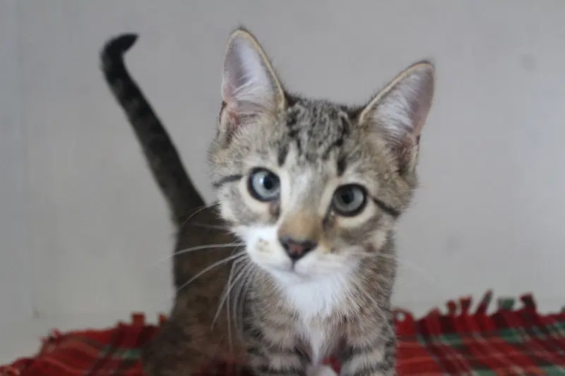 Jupiter, a male kitten up for adoption