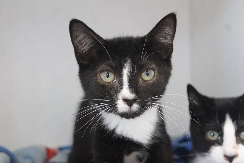 Lucinda, a female kitten up for adoption