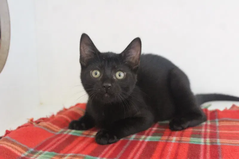 Goof Troop, a male kitten up for adoption