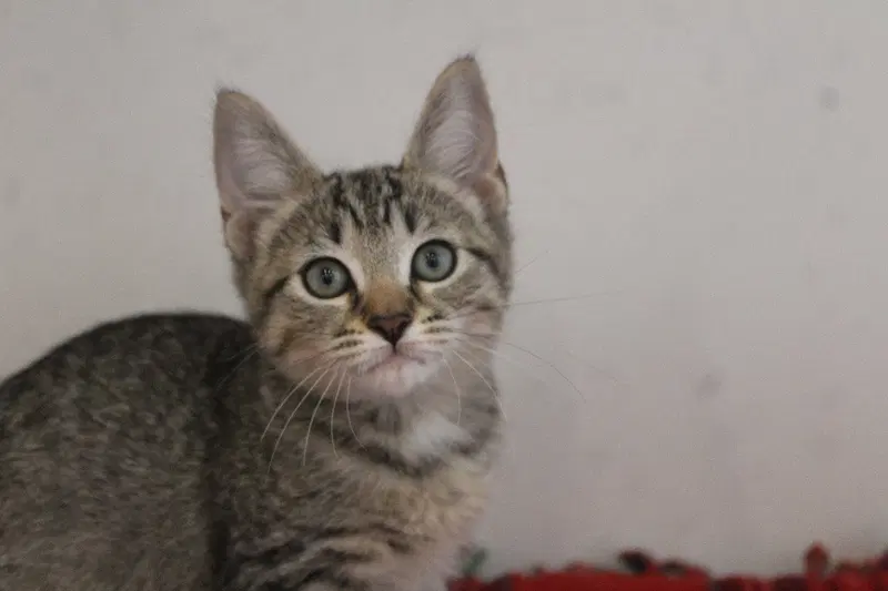 Hype, a female kitten up for adoption