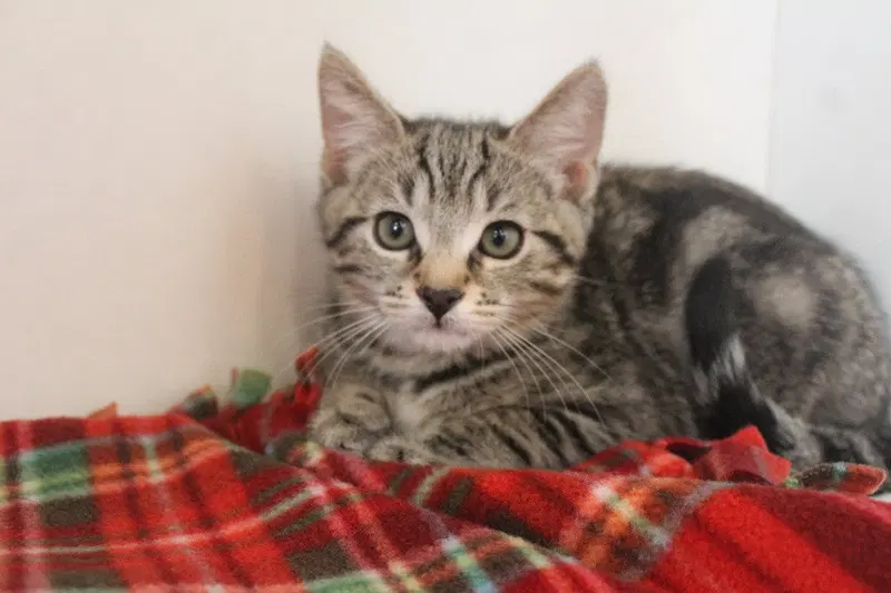 Hazard, a male kitten up for adoption