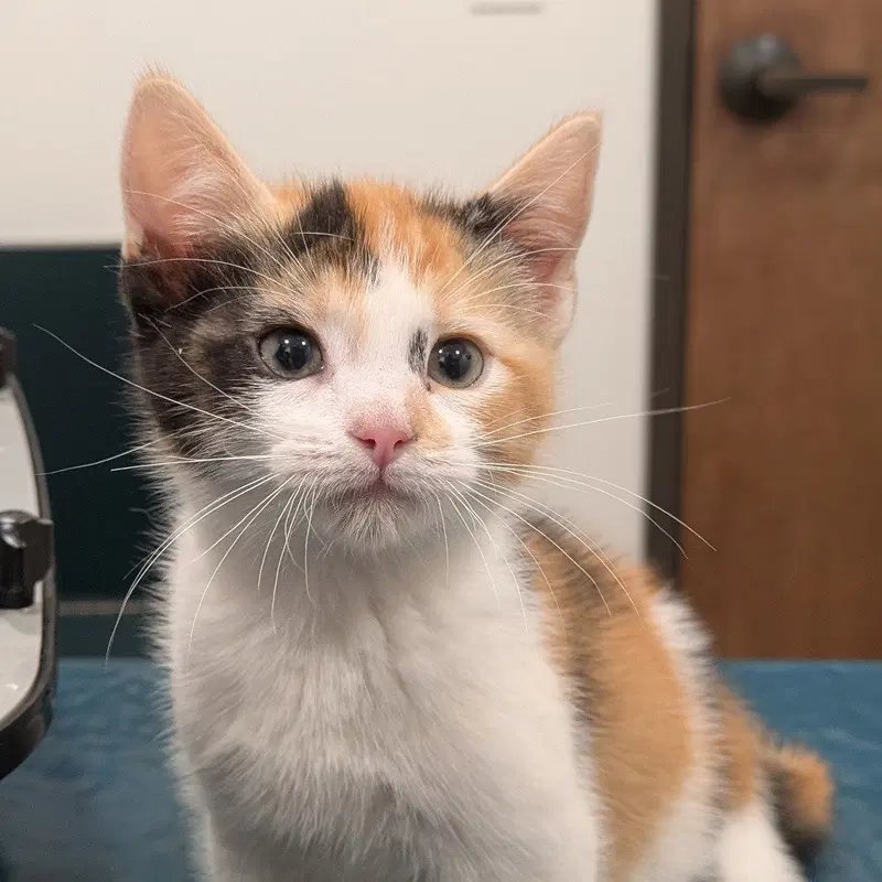 Pumpkin, a female kitten up for adoption
