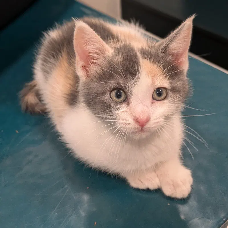 Yam, a female kitten up for adoption
