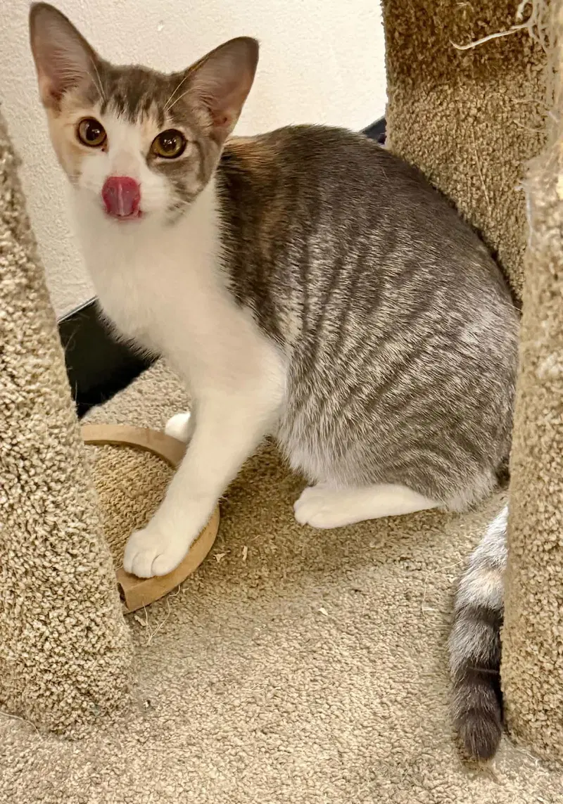 Flora, a female Calico kitten up for adoption