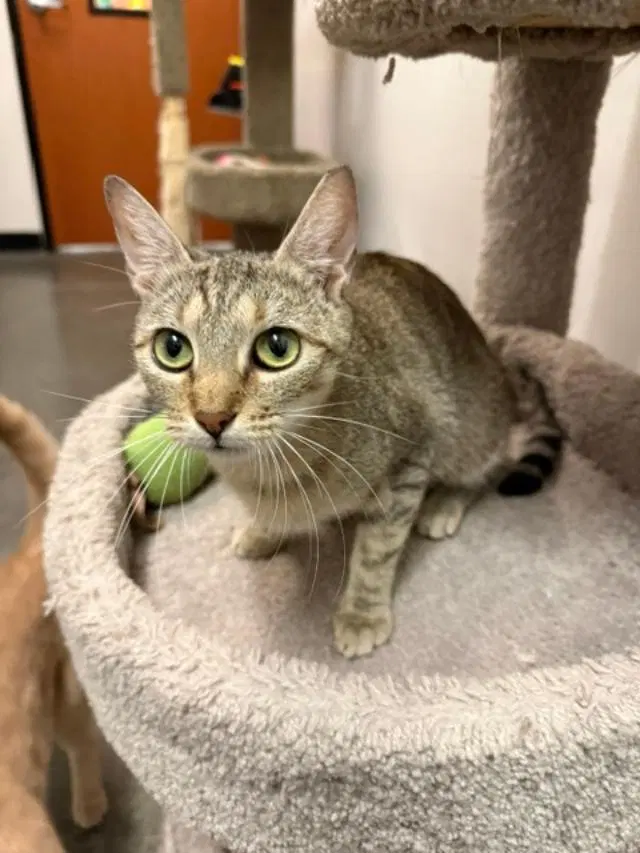 Elizabeth, a young female Tabby cat up for adoption
