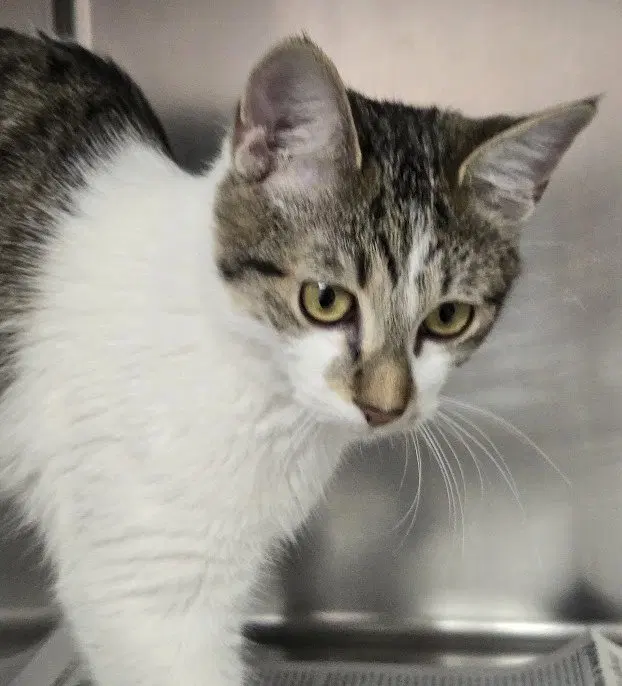 Andrew, a young male cat up for adoption