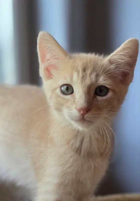 Bowdoin, a male kitten up for adoption