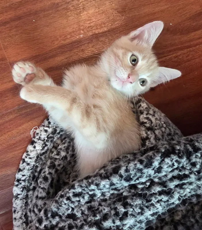 Tulane, a male kitten up for adoption