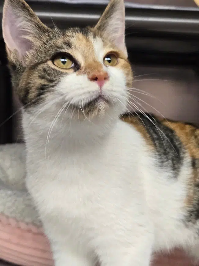 Callie, a young female Calico cat up for adoption