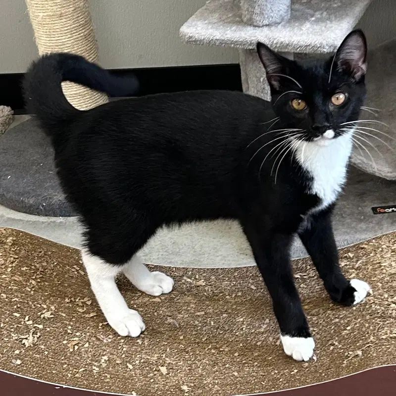 Penguin, a male Tuxedo kitten up for adoption
