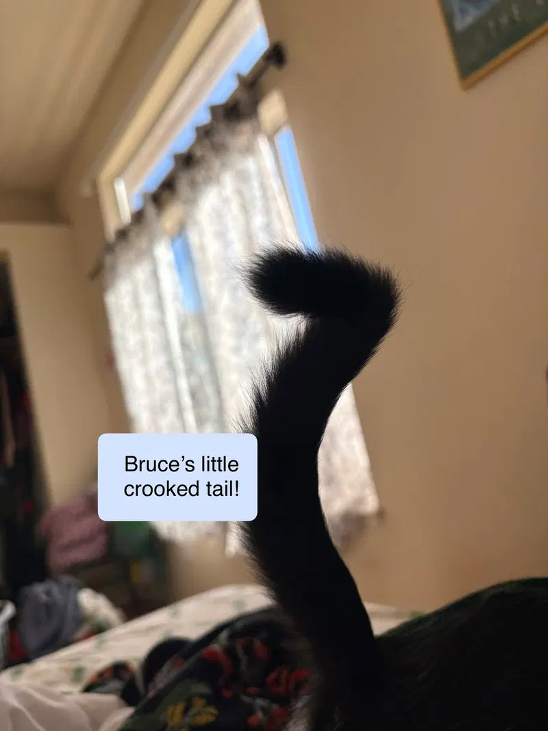 Bruce, photo 2