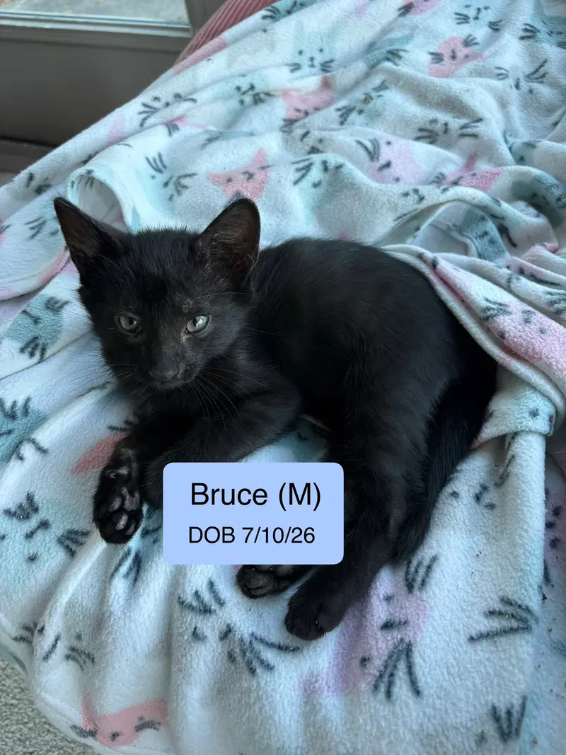 Bruce, a male kitten up for adoption