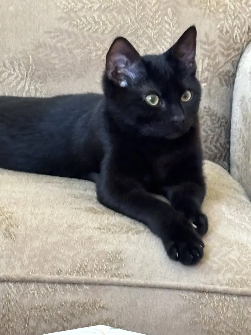 Ollie, a young male cat up for adoption