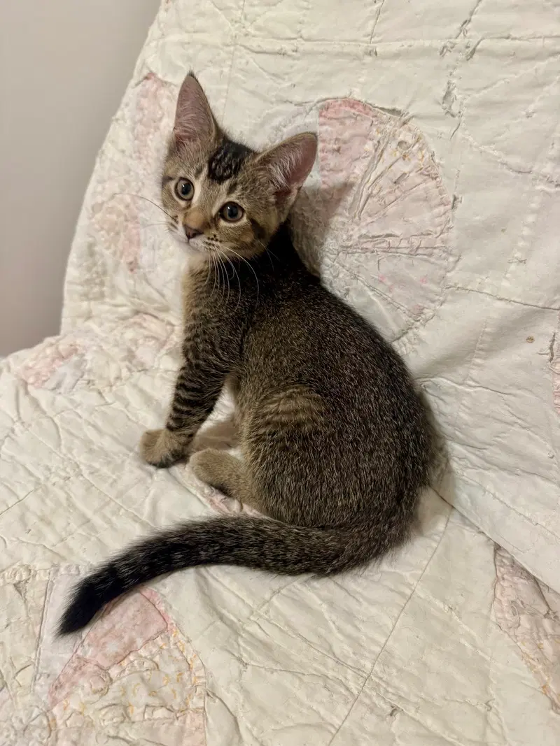 Mink, a female kitten up for adoption