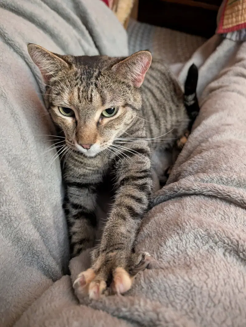 Tilly, photo 3