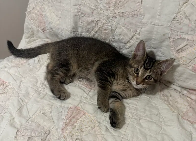 Dolly, a female kitten up for adoption