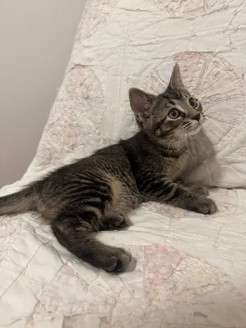 Watch the video of Scout