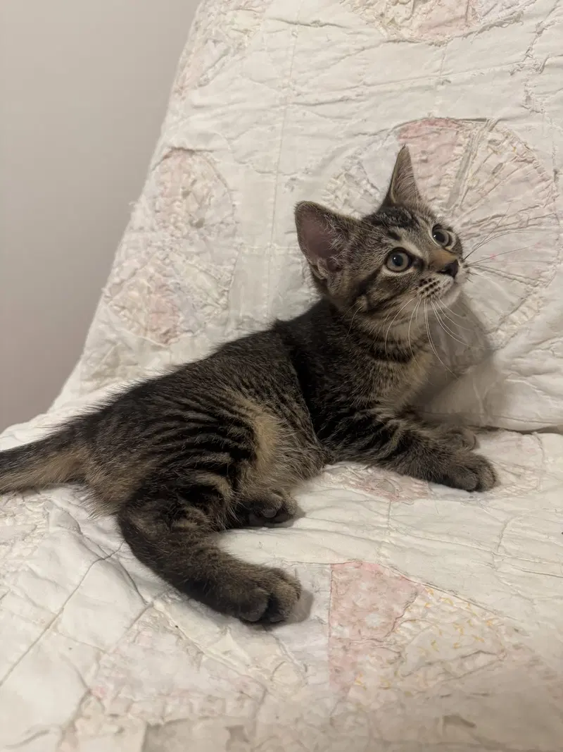 Scout, a female kitten up for adoption