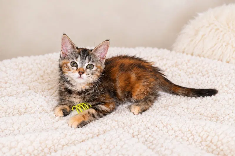 Sorel, a female Torbie cat up for adoption